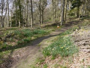 One of Kinnoull Hill's many woodland paths, 
