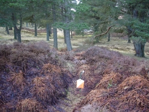 Natural woodland on Balkello Hill, 