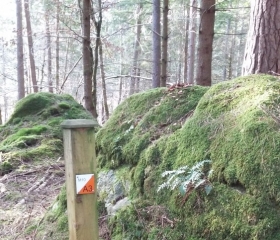Woodland Challenge marker at The Hermitage, Moira Laws